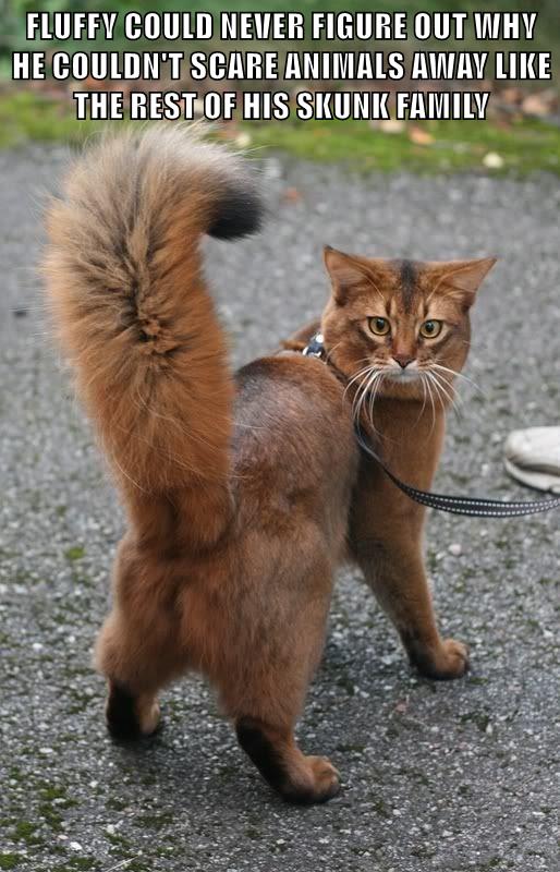 FLUFFY COULD NEVER FIGURE OUT WHY HE COULDN'T SCARE ANIMALS AWAY LIKE