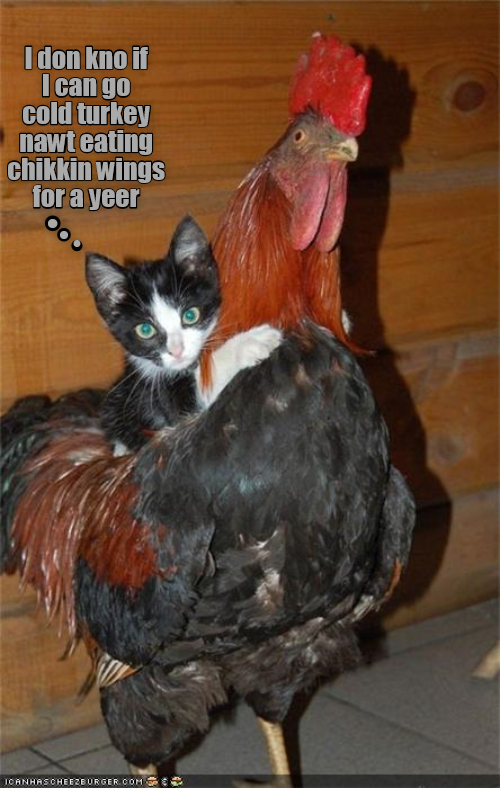 2017 The Year of the Rooster Lolcats lol cat memes funny cats funny cat pictures