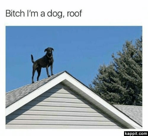 roof - Memebase - Funny Memes