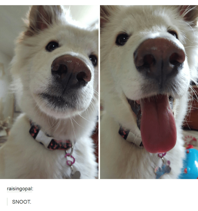 60 Times the Internet Caught Dogs Being Silly  Cheezburger