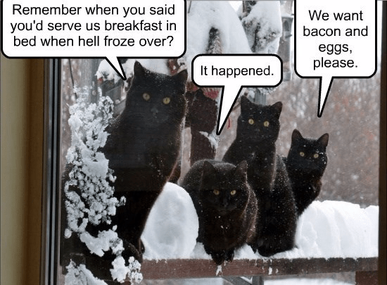 what games to play with cats