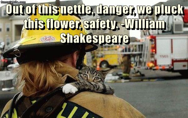 Lolcats - Shakespeare - Lol At Funny Cat Memes - Funny Cat Pictures 