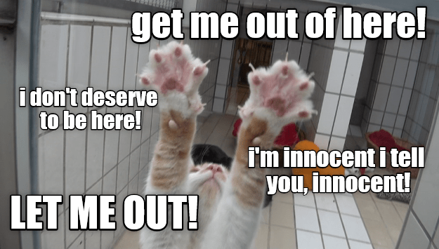 Lolcats Let Me Out Lol At Funny Cat Memes Funny Cat Pictures With Words On Them Lol Cat Memes Funny Cats Funny Cat Pictures With