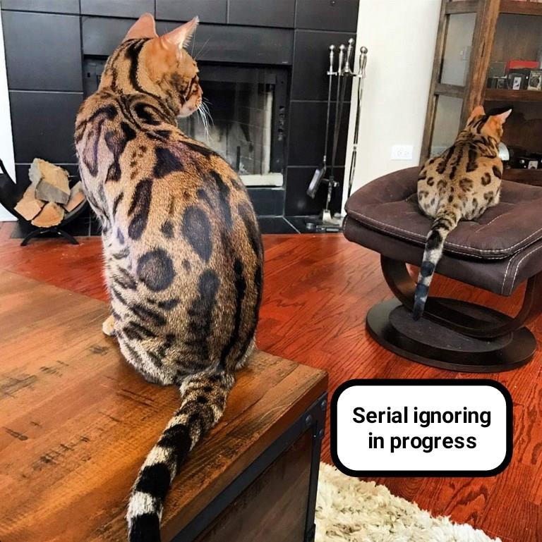 It's a kitty art form