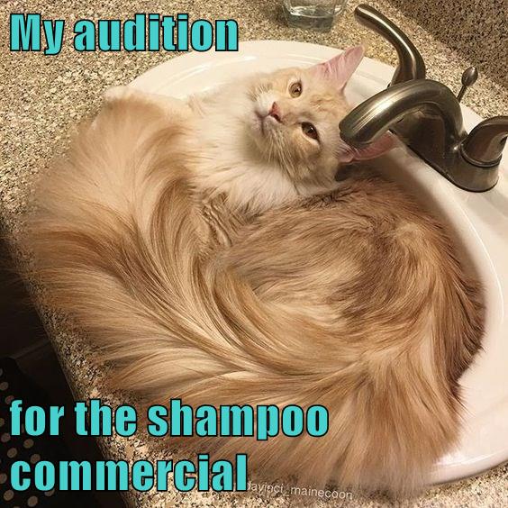 My audition for the shampoo commercial Lolcats lol cat memes