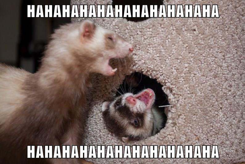 Lolcats - laughing - LOL at Funny Cat Memes - Funny cat pictures with
