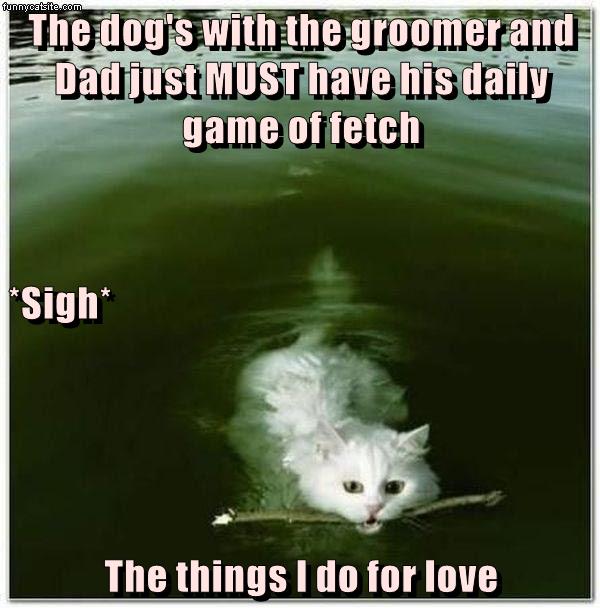 The things I do for love - Lolcats - lol | cat memes | funny cats ...