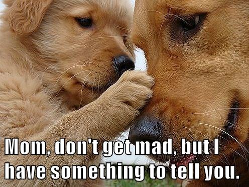 Mom, don't get mad, but I have something to tell you. - I Has A Hotdog ...