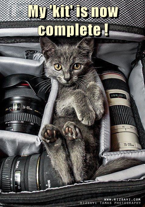 My 'kit' is now complete - Lolcats - lol | cat memes | funny cats ...