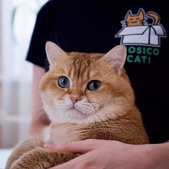 15 Fluffy Photos Of Hosico Cat The Real Life Puss In