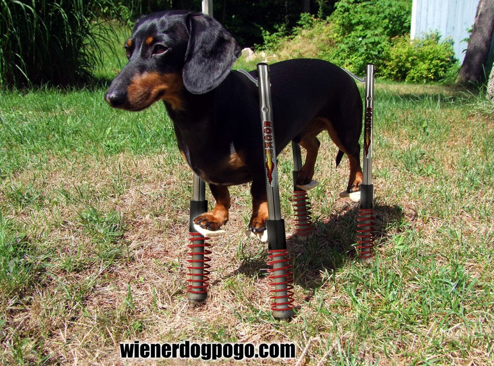 A Wiener Dog on Stilts Just Took Battles to a Whole 'Nother
