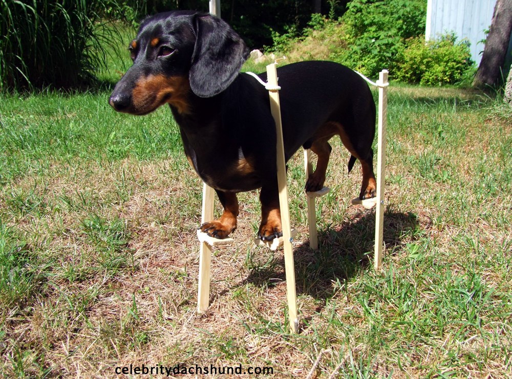 A Wiener Dog on Stilts Just Took Battles to a Whole 'Nother