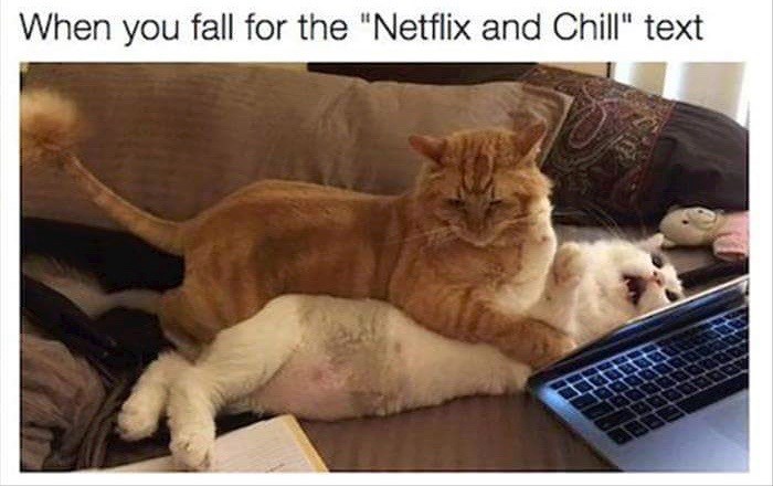 25 Cat Memes That'll Tickle Your Whiskers - Memebase - Funny Memes ...