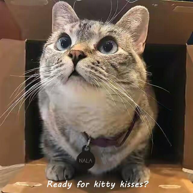 Ready for kitty kisses? - Lolcats - lol | cat memes ...