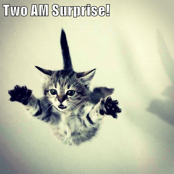 cat lol surprise