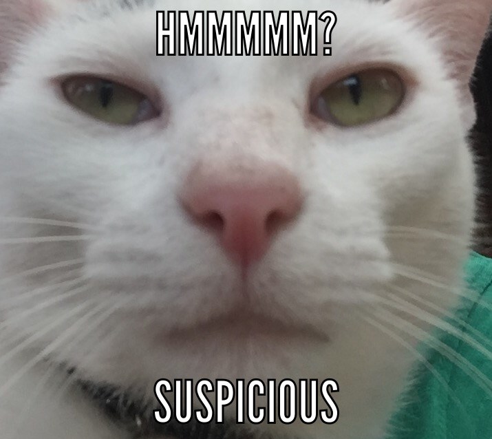 Suspicious cat is.....? - Lolcats - lol | cat memes | funny cats