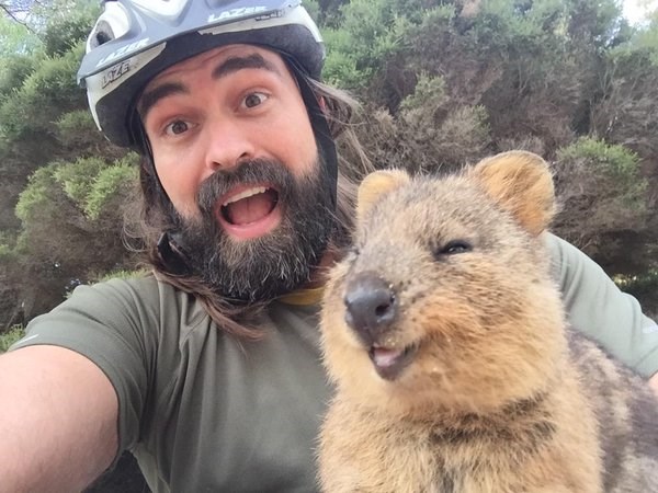 15 Quokka Selfies Too Cute to Ignore - I Can Has Cheezburger? - Funny ...