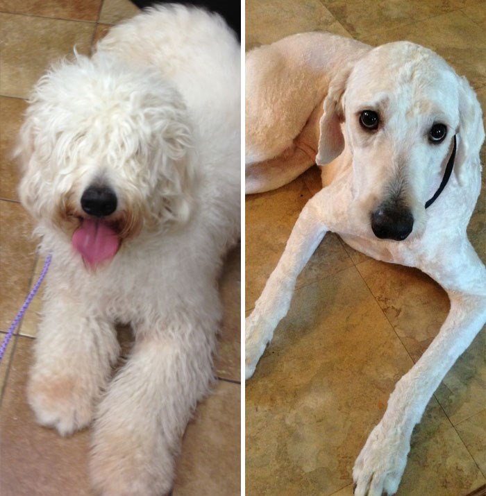 These Puppers Pictures Before and After Their Haircuts Are 