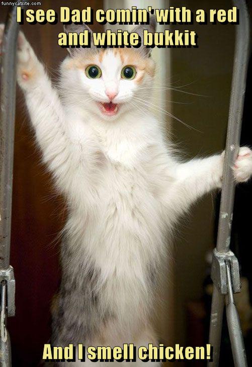 I smell chicken! Lolcats lol cat memes funny cats funny cat