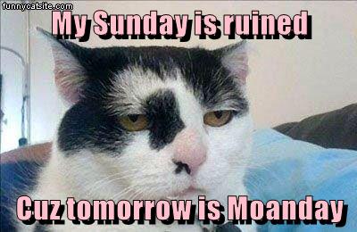 My Sunday is ruined Cuz tomorrow is Moanday - Lolcats - lol | cat memes ...