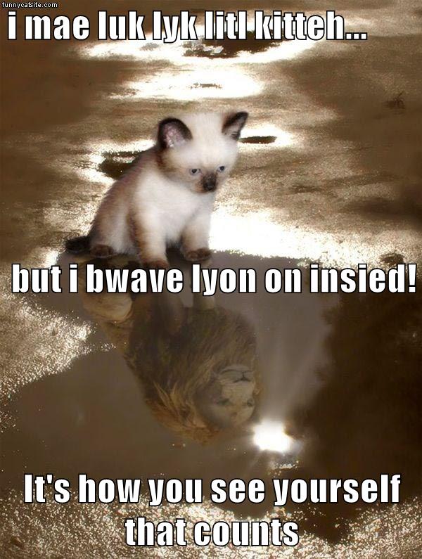 A bra - Lolcats - lol, cat memes, funny cats