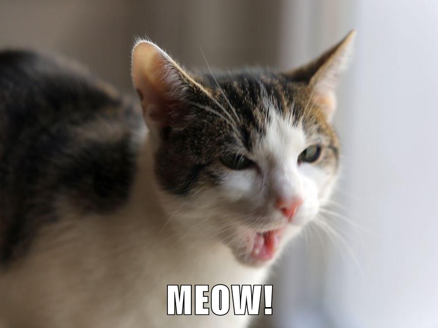 Lolcats - meow - LOL at Funny Cat Memes - Funny cat pictures with words