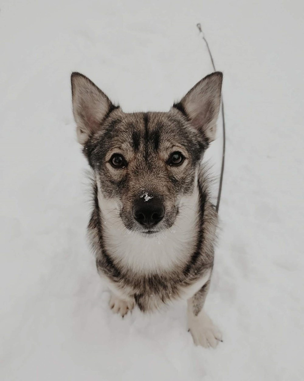 Meet The Swedish Vallhund, A Dog That Looks Like A Corgi Fell In Love 