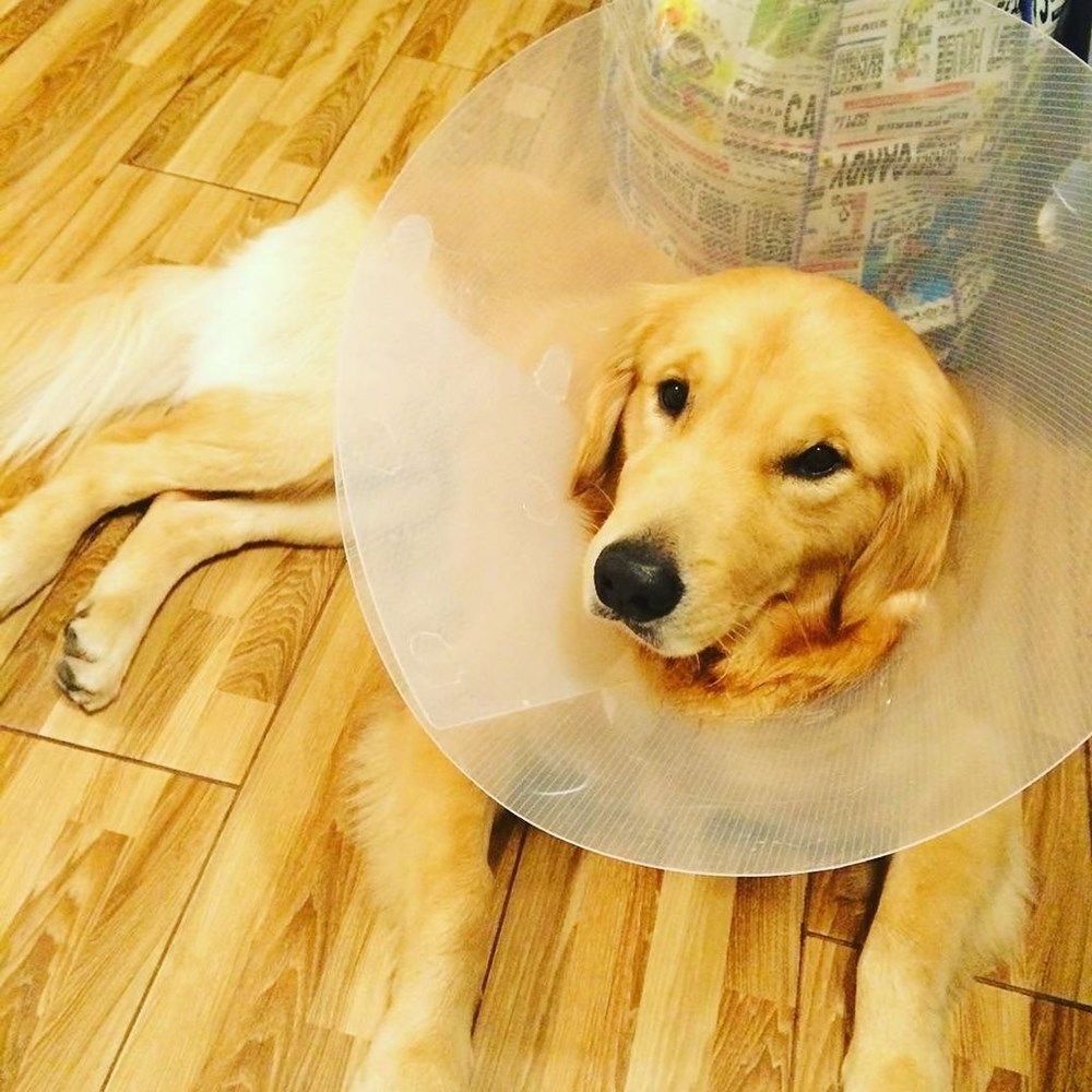 Drugged up Doggos After Surgery Are Surprisingly Adorable - I Can Has ...