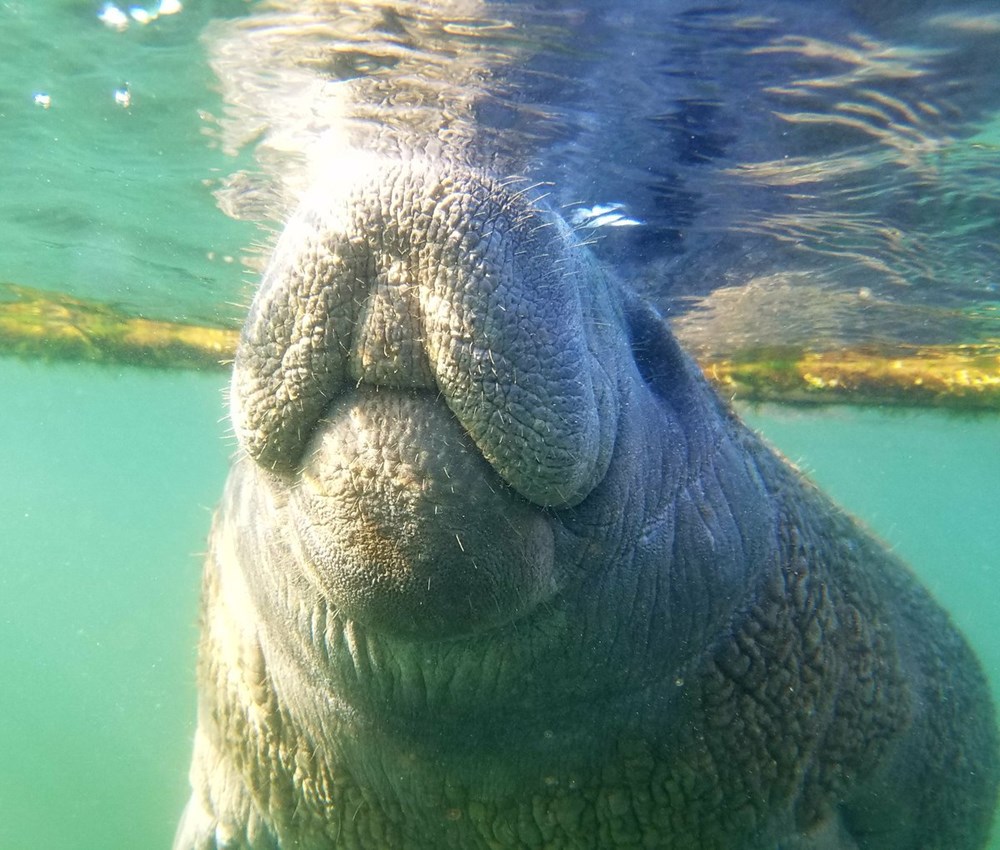 Look at These Pictures of Real Mermaids in Celebration of Manatee