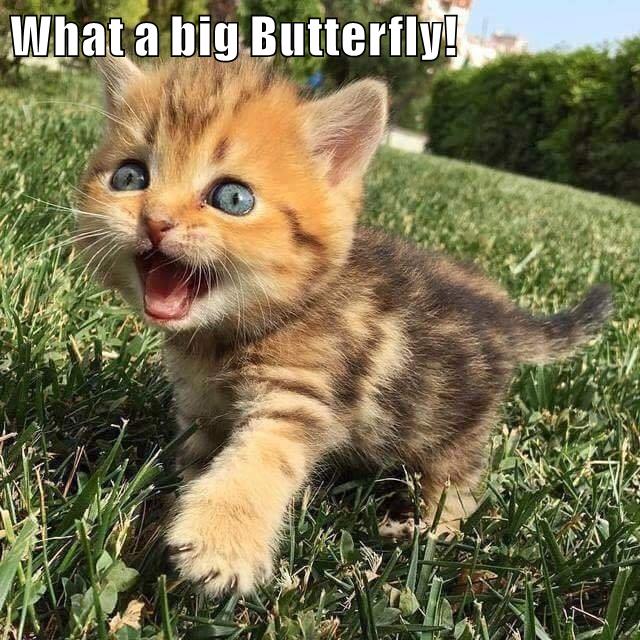 What a big Butterfly! - Lolcats - lol | cat memes | funny cats | funny ...