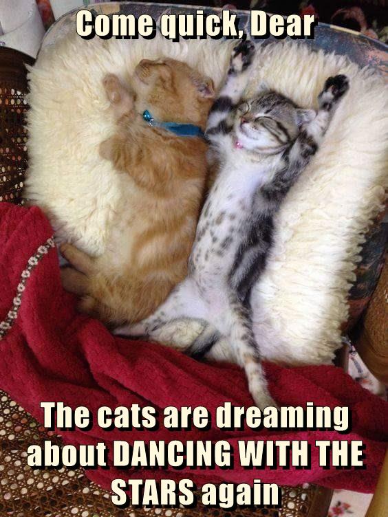 Dreaming - Lolcats - lol | cat memes | funny cats | funny cat pictures ...