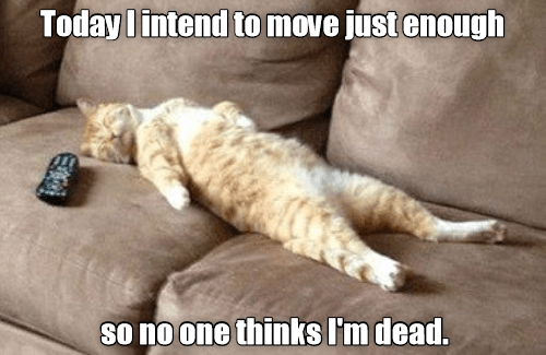 Taking a Mental Health Day - Lolcats - lol | cat memes | funny cats ...