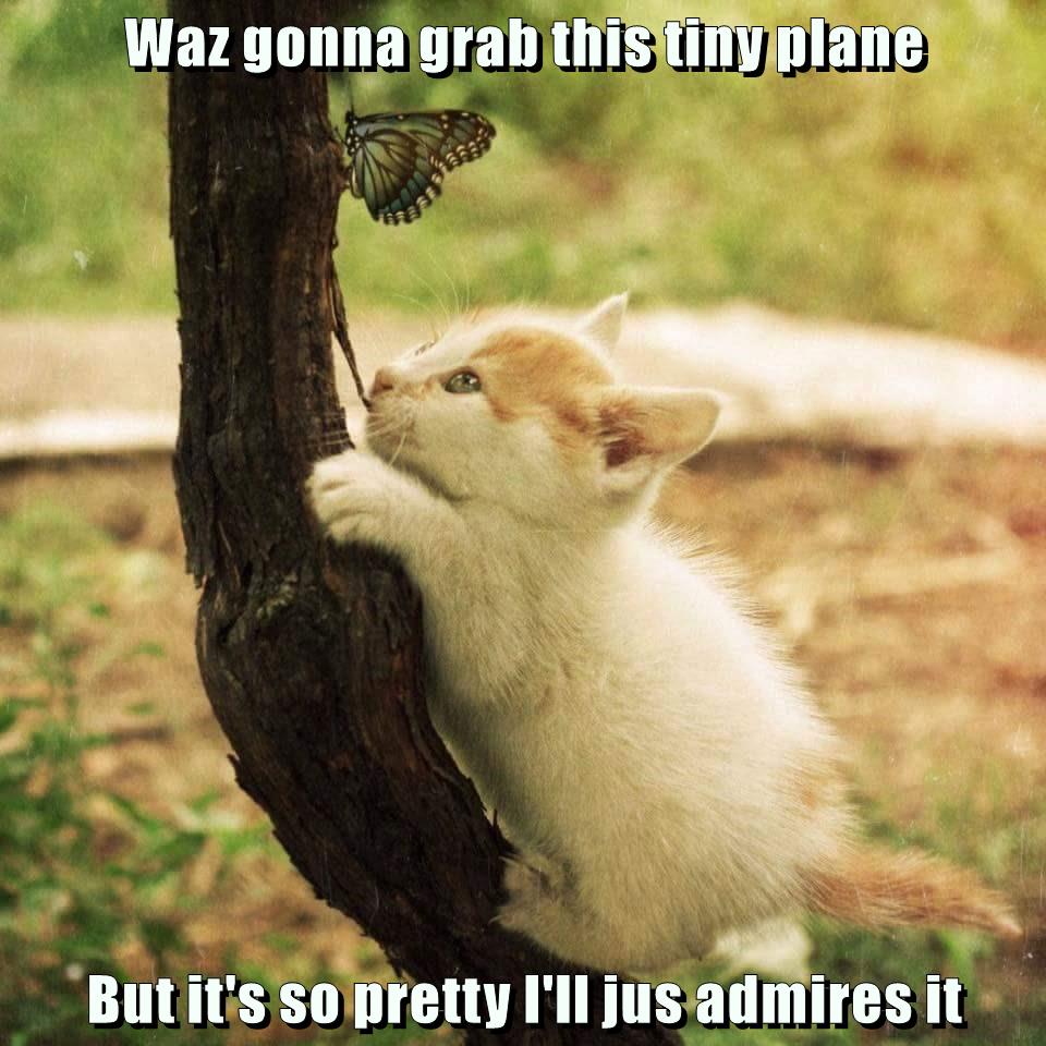 Waz gonna grab this tiny plane - Lolcats - lol | cat memes | funny cats ...