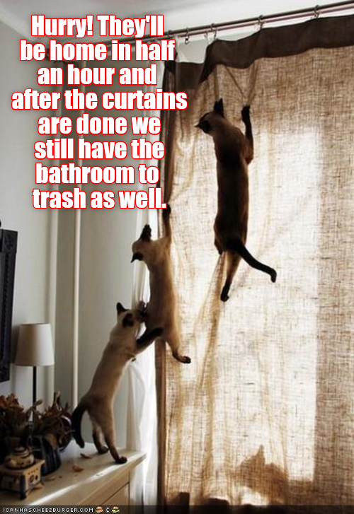 Lolcats - bathroom - LOL at Funny Cat Memes - Funny cat pictures with ...