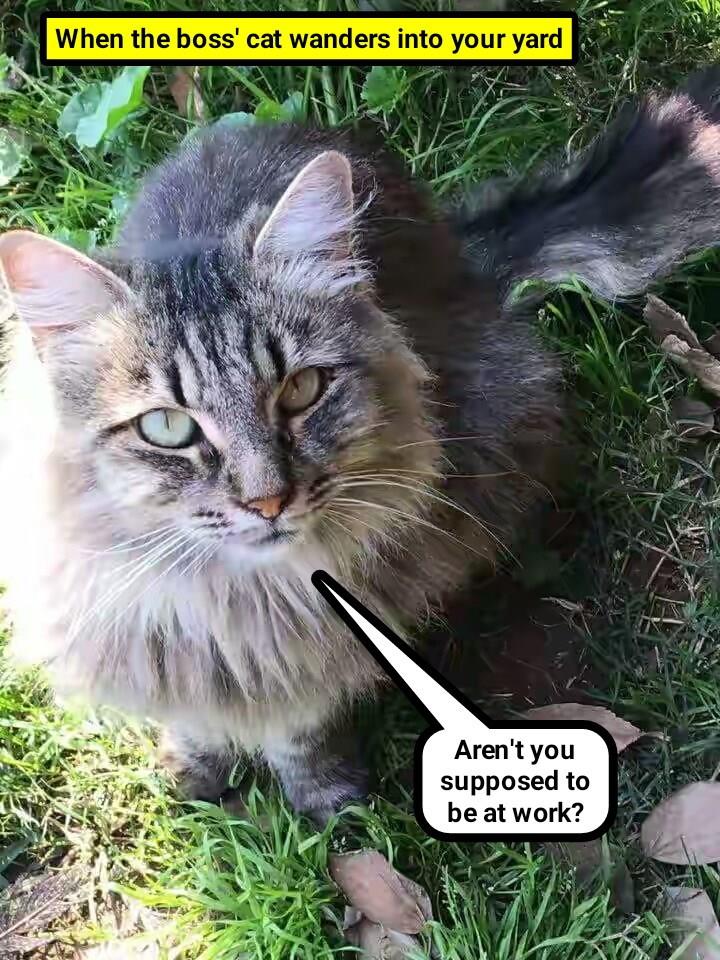 When the boss' cat wanders into your yard Lolcats lol cat memes