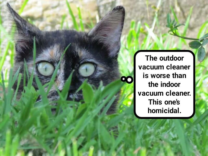 Or is it the same one, transmogrified? Lolcats lol cat memes