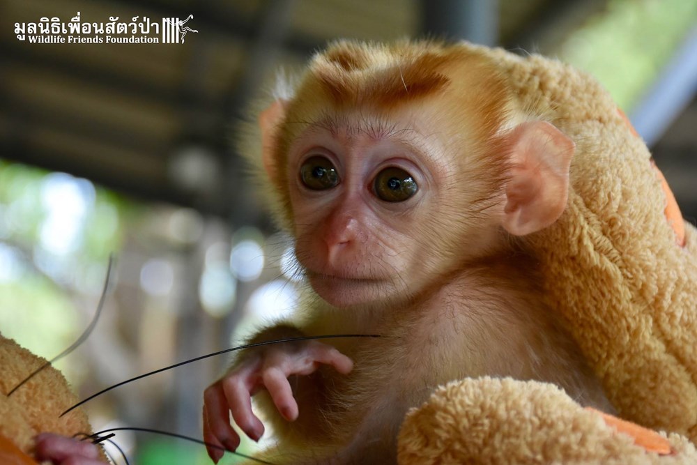Rescued Baby Monkey Clings to His Teddy Bear Whenever He Needs to Be ...