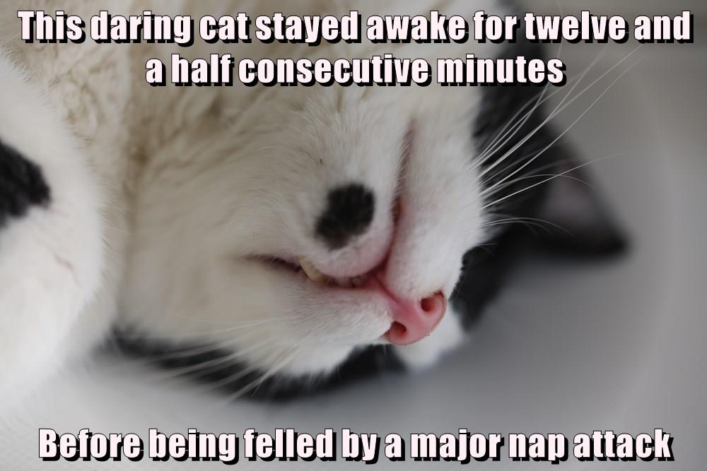 Cat Nap New World Record! - Lolcats - lol | cat memes ...