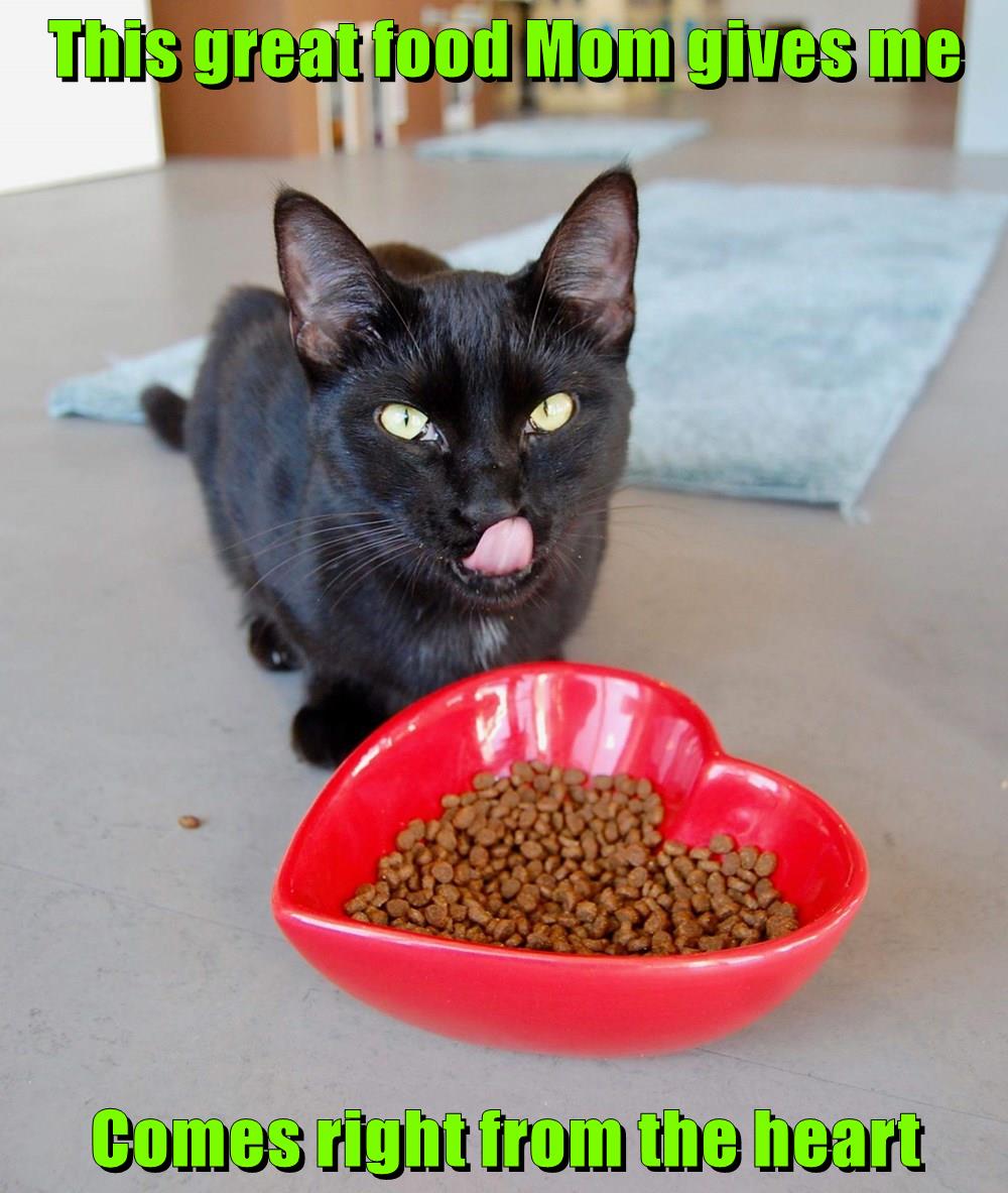 Lolcats mom LOL at Funny Cat Memes Funny cat pictures with words