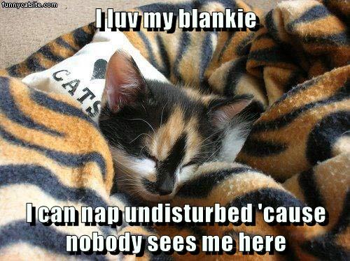 I luv my blankie - Lolcats - lol | cat memes | funny cats | funny cat ...