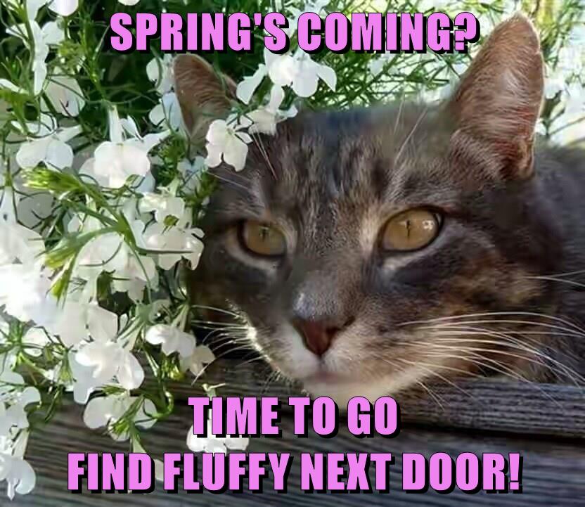 SPRING'S COMING? TIME TO GO FIND FLUFFY NEXT DOOR! - Lolcats - lol ...