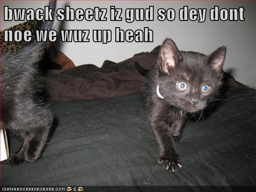 Bwack sheetz - Lolcats - lol | cat memes | funny cats | funny cat ...