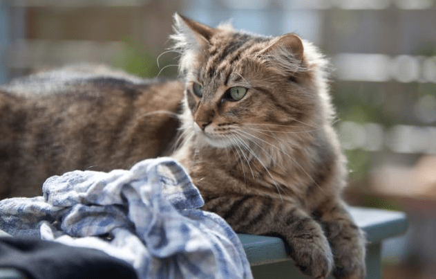 Cheeky Cats That Love to Steal People's Underwear - I Can 