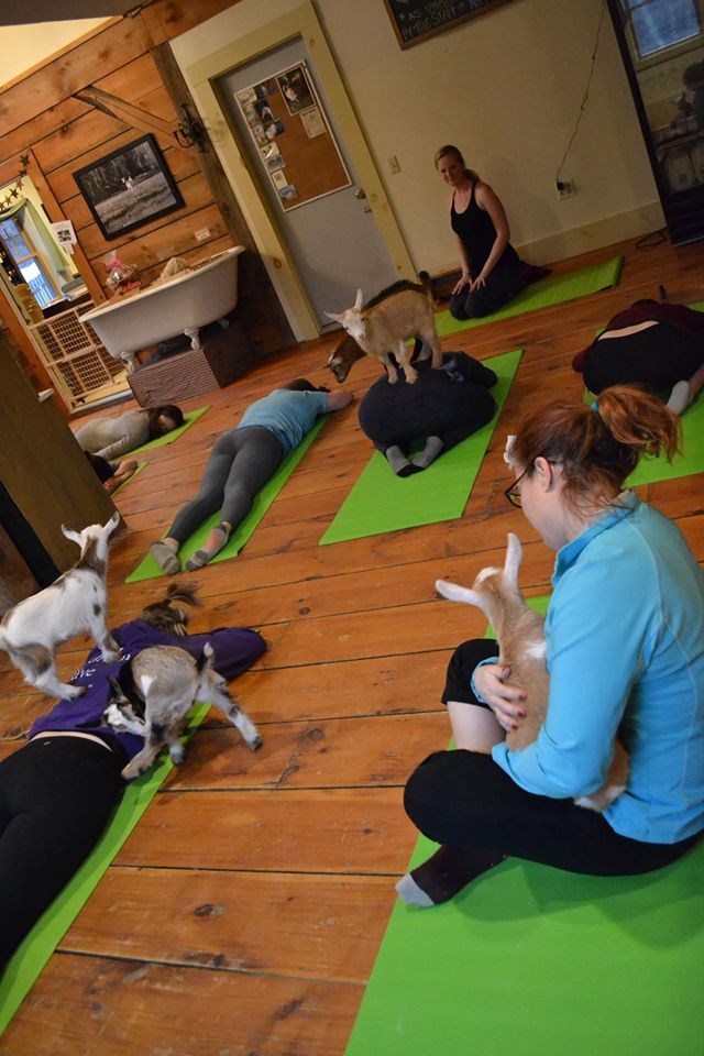 People Are Having a Surprisingly Good Time Doing Yoga With Baby Goats I Can Has Cheezburger