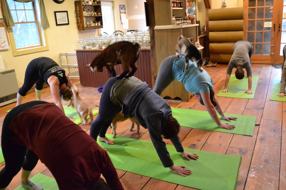 People Are Having a Surprisingly Good Time Doing Yoga With Baby Goats I Can Has Cheezburger