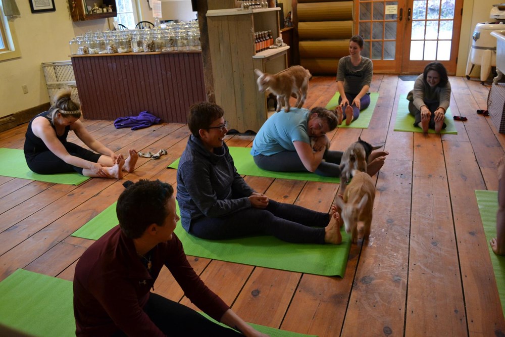 People Are Having a Surprisingly Good Time Doing Yoga With Baby Goats I Can Has Cheezburger
