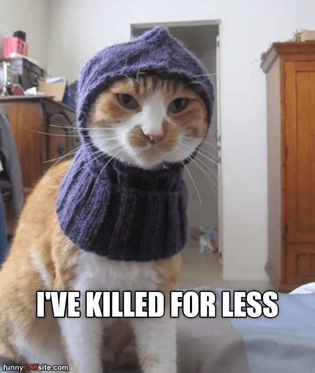 cat in puffer jacket meme photo｜TikTok Search