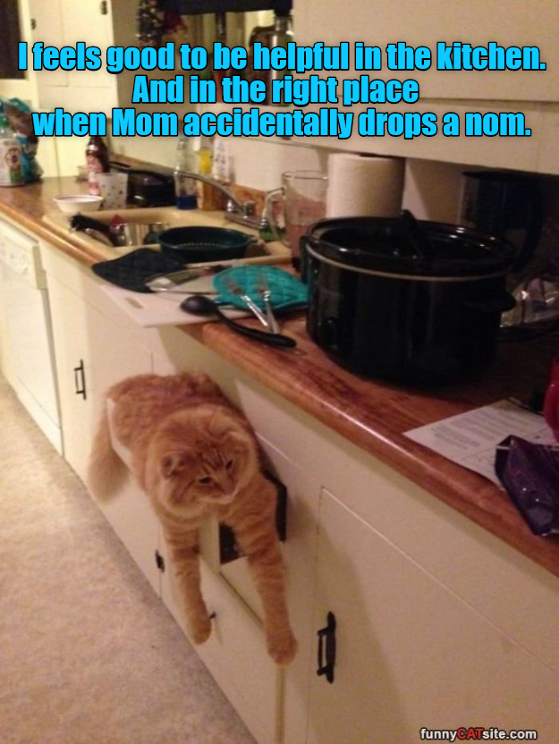 Mainly that last bit. Lolcats lol cat memes funny cats funny