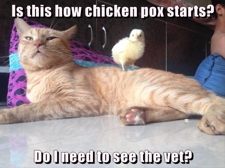 Is this how chicken pox starts? Lolcats lol cat memes funny