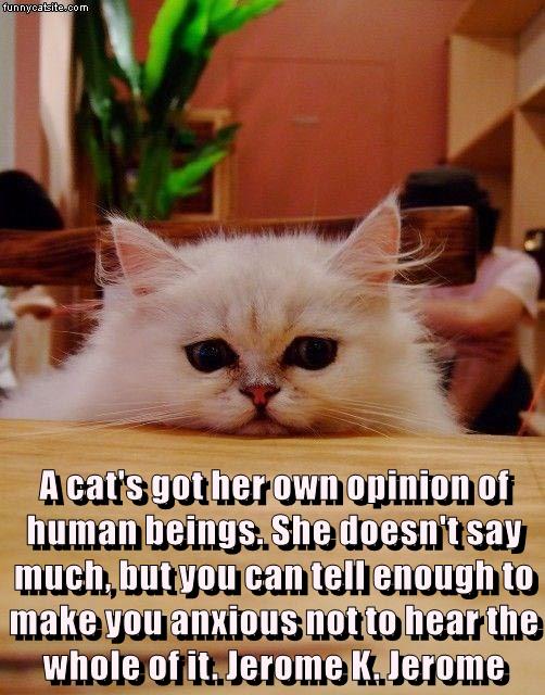 A cat's got her own opinion of human beings - Smile and Happy